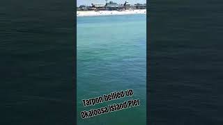 Tarpon bellied up at Okaloosa Island Pier fishing tarpon [upl. by Yc]