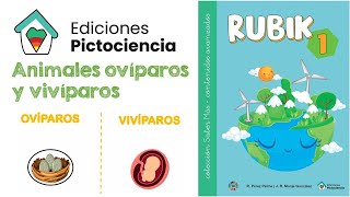 Animales ovíparos y vivíparos SABER MÁS  ACM 1 ✔ PICTOCIENCIA [upl. by Ydorb]