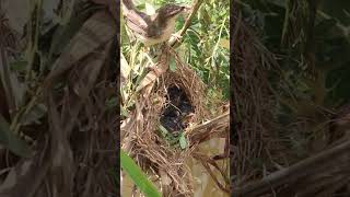 What is Egg of Bird in Nest AP028 Feedigbirds nature shortvideo viralvideo birds farming [upl. by Gerti]