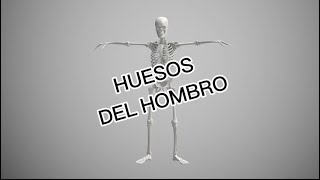 Huesos del hombro [upl. by Atiuqer]