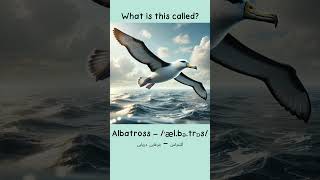 Air Animals Vocabulary Boost 🦅📝 english englishvocabulary animals [upl. by Llirred]