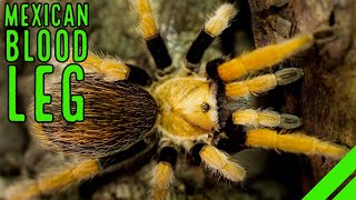 Aphonopelma bicoloratum REVEALED Everything You Need to Know [upl. by Berry]