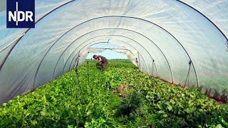 Regionale Landwirtschaft Wenn Essen wieder was wert ist  die nordstory  NDR Doku [upl. by Bathilda]