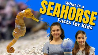 What Is A SEAHORSE  Facts for Kids [upl. by Lunna]