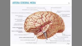 Irrigación cerebral [upl. by Neeruan]