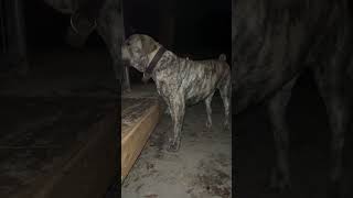 Late night shift mastiff southafricanboerboel protector zuland puppy explore [upl. by Valentijn]