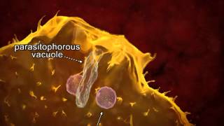 Animated life cycle of T cruzi in the human host [upl. by Anny]