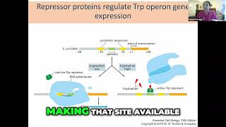 The Tryptophan Operon Regulation and Transcription Process [upl. by Enisaj298]