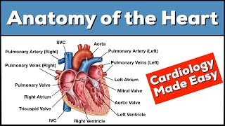 Anatomy of the Heart Structures and Blood Flow Cardiology Made Easy [upl. by Akcinehs216]