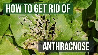 How to Get Rid of Anthracnose Leaf Spot Fungi [upl. by Togram]