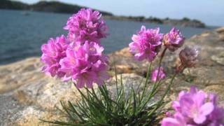 Armeria maritima [upl. by Dearman]