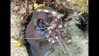 Giant Moray and Cleaner Shrimp in Maldives Pt 2 [upl. by Eitsud]