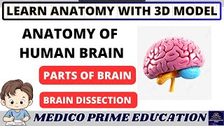 Anatomy of Brain  Real brain in dissection  Parts of brain  Human brain [upl. by Tristis]