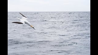 Gannet Diving The Noss Boat 4K [upl. by Harland]