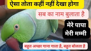 ऐसा तोता कहीं नहीं देखा होगा  Amazing Parrot Video Indian Ring Neck Parrot Singing And Chirping [upl. by Nguyen172]