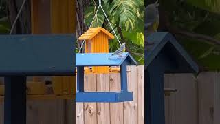 Meet the Northern Parula A Little Bird with a Big Voice [upl. by Viradis85]