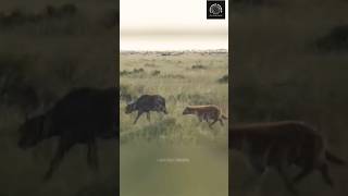 Hyena attacks Buffalo calf then Mother intervenes epicwildlife [upl. by Collette]