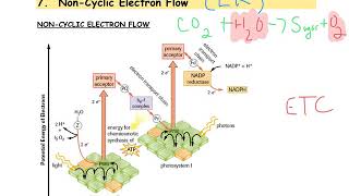 Noncyclic Electron Flow [upl. by Lila]