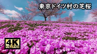 東京ドイツ村の芝桜 2024 Cinematic 4K [upl. by Harpp257]