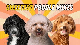 21 Sweetest Poodle Mixes Youll Absolutely Love [upl. by Ikim354]