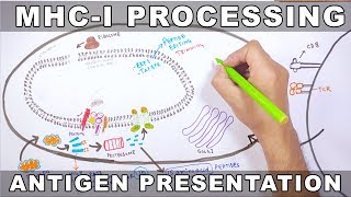 MHCI Processing  Antigen Processing and Presentation [upl. by Kendry]