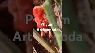 PHYLUM ARTHROPODA [upl. by Nabila]