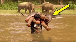 A Man Rescues Drowning Baby Elephant Then the Herd Surprises Everyone with an Unexpected Response [upl. by Kristine]