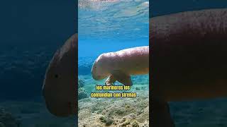 EL DUGONGO  Animales Raros  animalescuriosos animalesraros dugong dugongo [upl. by Sachs516]