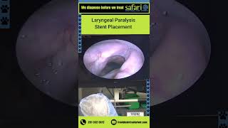 Laryngeal Paralysis Stent Placement 1 [upl. by Zelten]