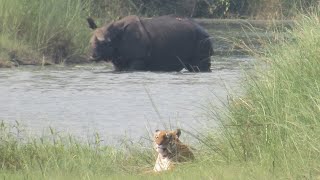 Tiger  Bardiya National Park  Nepal [upl. by Lasala]