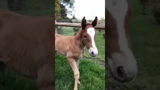 Queenie’s transformation from foal to racehorse [upl. by Filomena]