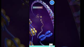 Chromatin Chromosomes and Chromatid Nucleosome and DNA [upl. by Nwadal]