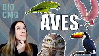 Aves  Classificação e Biologia dos Palaeognathae e Neognathae [upl. by Odnumde894]