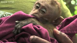 Baby macaque caught in the crossfire part 2  Planet Earth Live  BBC One [upl. by Des]