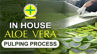 Pioneer Aloe vera process organic natural aloevera pulping aloevera aloejuice aloev natural [upl. by Centonze]