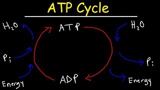 ATP Cycle [upl. by Aicinoid]