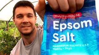 How to use Epsom Salt in the Garden and on Your Potted Plants [upl. by Aes]