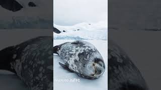 Weddell Seal Singing 🎵 And Sleeping ❄️ [upl. by Roath]