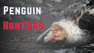 Top 9 Predators That Eat Penguins the Penguin Hunters [upl. by Atiral]