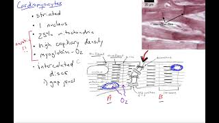 Cardiomyocytes introduction [upl. by Mandych]