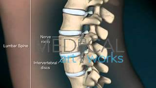 3D Medical Animation  Normal lumbar spine anatomy of a female [upl. by Catherine]