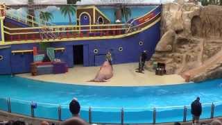 SeaWorld Orlando  Clyde and Seamore Take Pirate Island  CompleteFull video [upl. by Akcimehs]