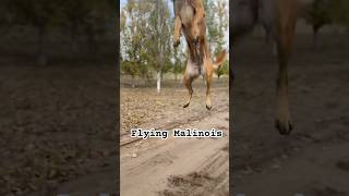 Flying Malinois [upl. by Vivyanne]