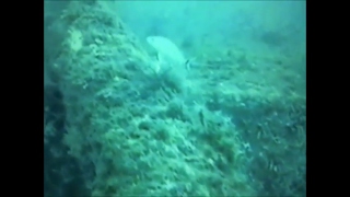 Palm Island Ferry wreck dive off Englewood Florida [upl. by Arriaes584]