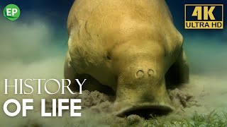 Incredible Journey of Life From Sea to Land  History of Life Episode 3  Wildlife documentary 4K [upl. by Basir844]