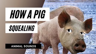 Pig Squealing Sound Effect  the animal sounds  pig squealing sounds  sound effect  animation [upl. by Eanel]