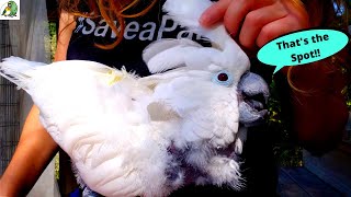 HOW TO HELP YOUR PARROT WITH PIN FEATHERS So Satisfying to Watch [upl. by Gwenny]