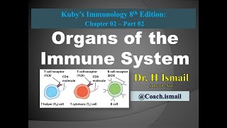 Organs of the Immune System  Bone Marrow Spleen Thymus Lymph Node amp More  Dr H Ismail [upl. by Gilmore]