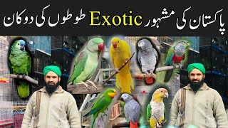 Most Exotic Birds Shop In Pakistan  MacawAmazonRingneck and talking parrots etc  Birds Market [upl. by Anemij]