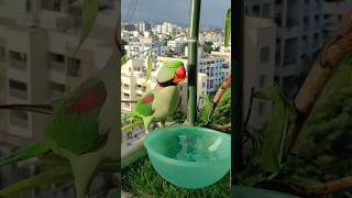 Mashallah beautiful ring neck parrot parrot foryou trendingshorts youtubeshorts [upl. by Alexina]